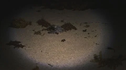 Turtle nesting II Видео 10561746