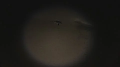 Turtle nesting III 库存影片 10561766