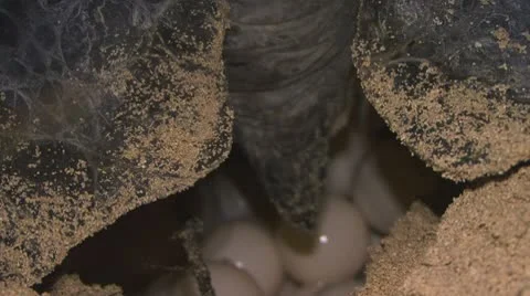 Turtle nesting IV Vídeo Stock 10561781