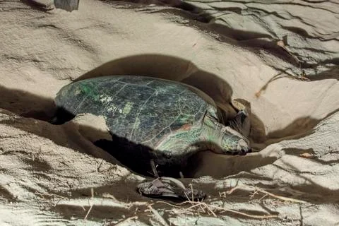 Turtle Nesting Stock Photos