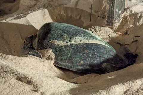 Turtle Nesting Stock Photos