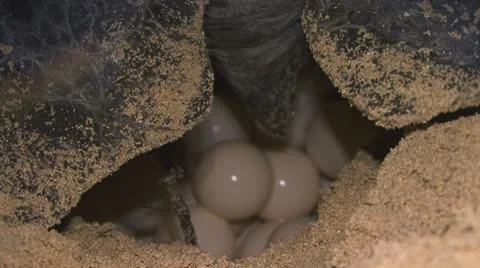 Turtle nesting V 库存影片 10561819