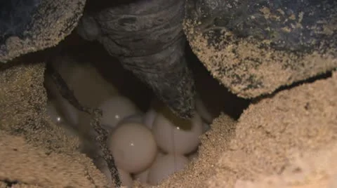 Turtle nesting VI Vidéo 10561882