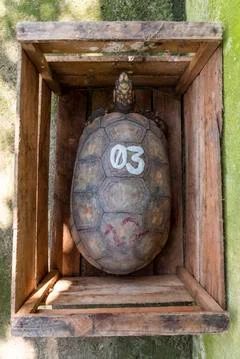 Turtle with number 03 (zero three) on the back on wooden cage Stock Photos