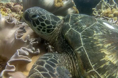 Turtle Ocean Diving Stock Photos