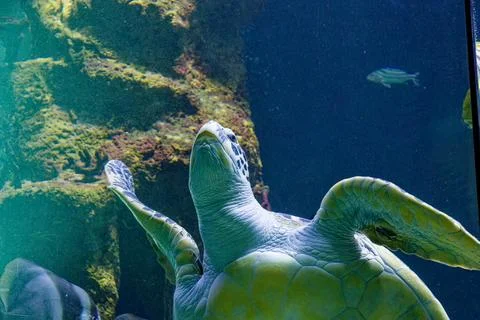 A turtle in the ocean Stock Photos