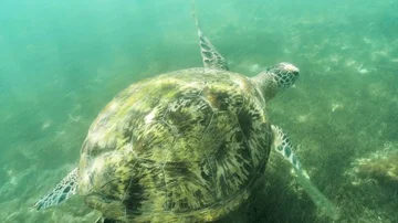 Turtle Ocean Slowmotion 4k Stock Footage 85816689
