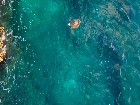 A turtle in ocean water Video stock 78813628