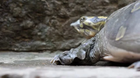 Turtle Opening Mouth Closeup Stock Footage 254328659