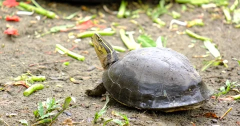 A turtle or the Latin language Tortoise is inflating his neck at a zoo Stock Footage 228159365
