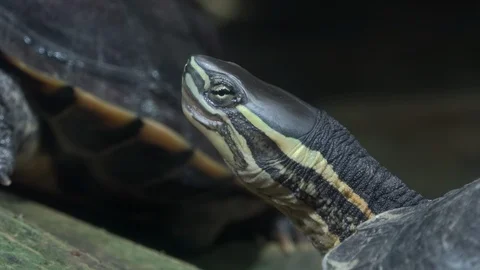 Turtle or terrapin sitting on tree trunk in repose and basking in sun Видео 99841805