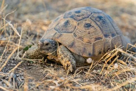 Turtle or Testudines walking on the ground close-up portrait Stock Photos