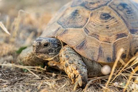 Turtle or Testudines walking on the ground close-up portrait Stock Photos