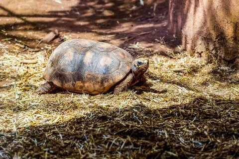 Turtle or tortoise on ground with straw Foto stock