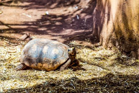 Turtle or tortoise on ground with straw Stock Photos