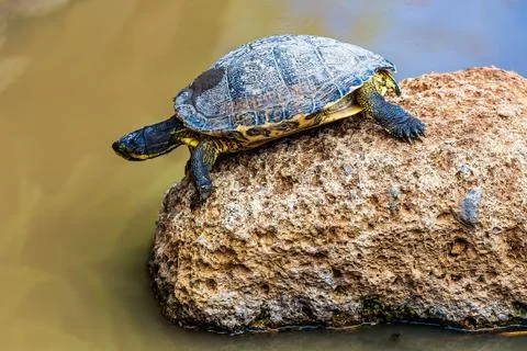Turtle or tortoise Stock Photos