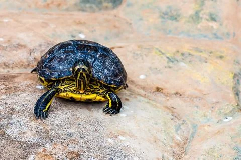 Turtle or tortoise Stock Photos
