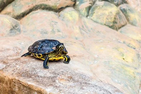 Turtle or tortoise Stock Photos