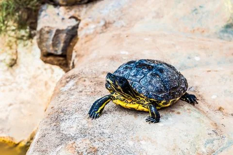 Turtle or tortoise Stock Photos