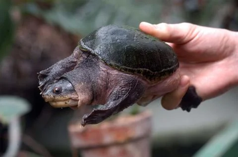Turtle or tortoise, reptile with shell Stock Photos