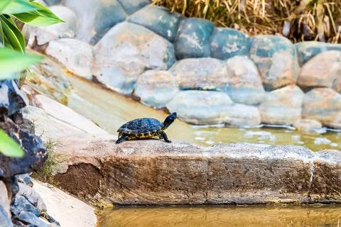 Turtle or tortoise on stone Stock Photos