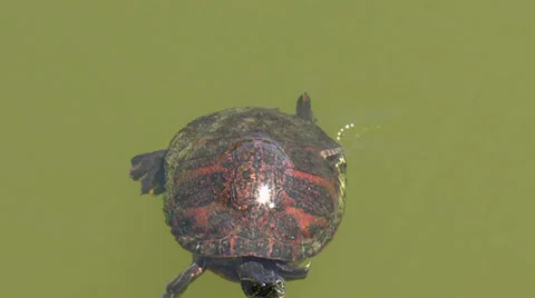 Turtle Orange Patterned Shell Swims Stock Footage 38542317