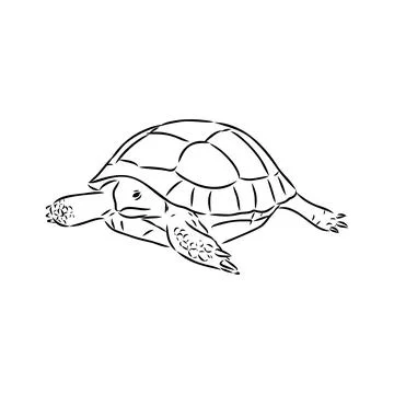 Turtle in outlines - vector illustration. Asian land turtle, vector Stock Illustration