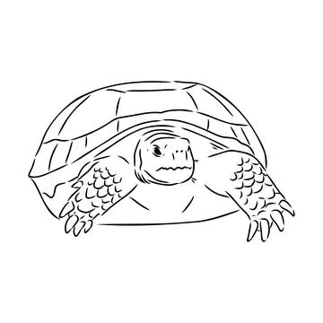 Turtle in outlines - vector illustration. Asian land turtle, vector Stock Illustration