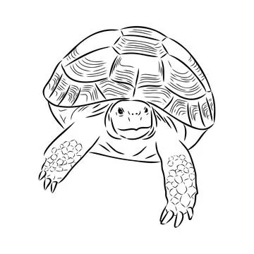 Turtle in outlines - vector illustration. Asian land turtle, vector Stock Illustration