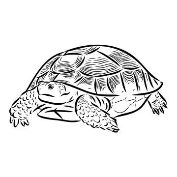 Turtle in outlines - vector illustration. Asian land turtle, vector Stock Illustration