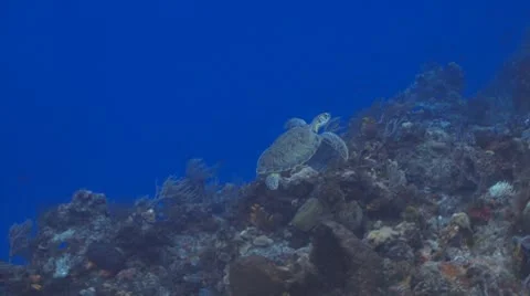 Turtle over Palancar Gardens Vidéo 8846357