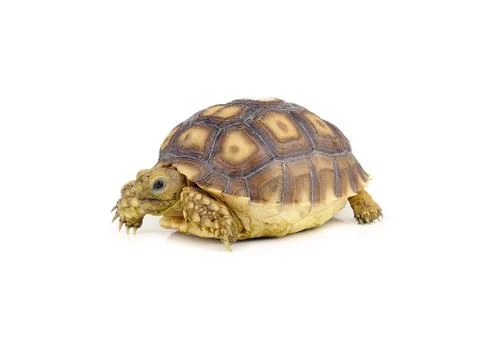 Turtle on over white background Stock Photos