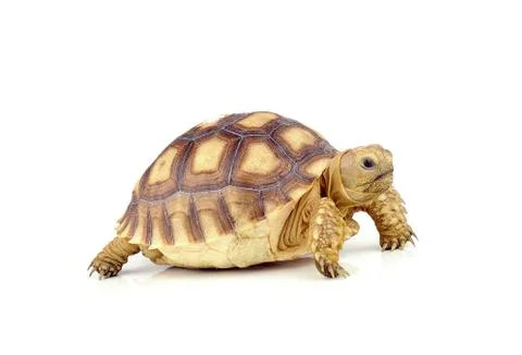 Turtle on over white background Stock Photos