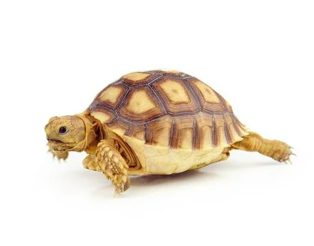 Turtle on over white background Stock Photos