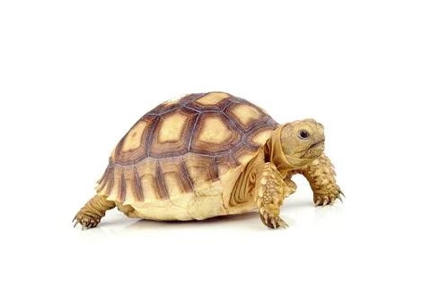 Turtle on over white background Stock Photos
