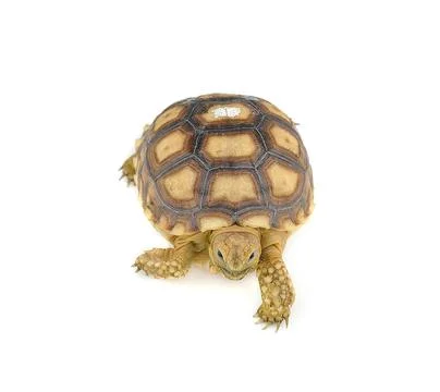 Turtle on over white background Stock Photos