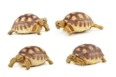 Turtle on over white background Stock Photos