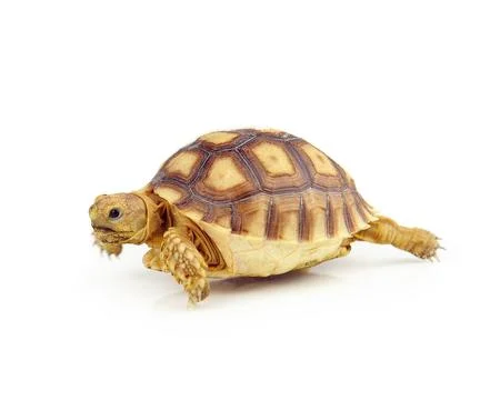 Turtle on over white background Stock Photos