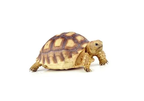 Turtle on over white background Stock Photos