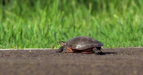 Turtle, (Painted) walks across road.  Stock-Footage 133972051