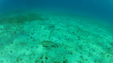 Turtle pair 60% Video stock 24593509