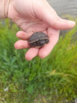 Turtle on the palm Stockfoto's