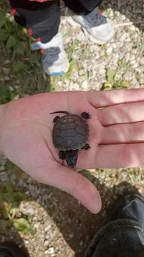 Turtle on the palm Stockfoto's