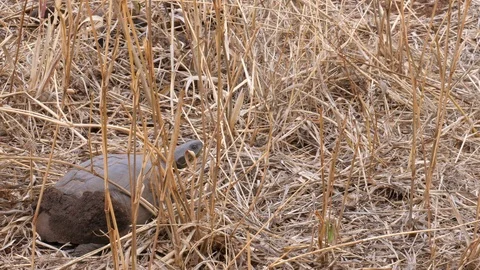 Turtle, pancake turtle, serengeti Stock Footage 125462210
