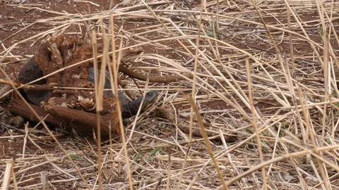 Turtle, Pancake Turtle, Serengeti Video stock 125462332