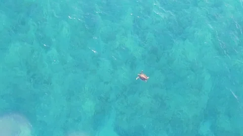 Turtle panning over reef Stock Footage 84227852
