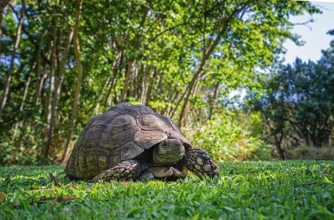 Turtle in the park. Big turtle walking in the grass. Stock Photos