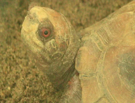 Turtle in the park Stock Footage 49757615