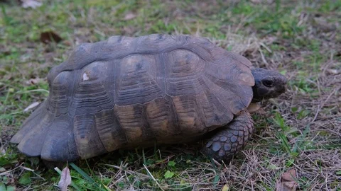 Turtle in a park Stock Footage 127394951