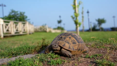 Turtle in the park on the grass Stock Footage 310826357